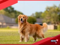 कुत्ता पालने वालों पर देहरादून नगर निगम की नज़र, इन लोगों को बनवाना होगा डॉग ब्रीडिंग लाइसेंस