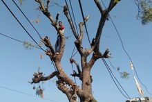 Baran News: राजस्थान के इस गांव के लोग पेड़ों पर चढ़कर करते हैं मोबाइल पर बात, ये है वजह