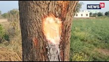 Dausa News: दौसा में जब अचानक नीम के पेड़ से निकलने लगा दूध, देखने उमड़ी भीड़, जानिए क्या है हकीकत