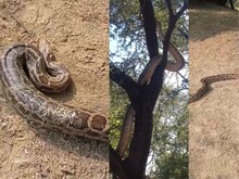 Video: कड़ाके की ठंड में अजगर भी सेंक रहे धूप, क्‍या आपने देखा है वीडियो?