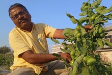 Agriculture News: 1 लाख 70 हजार रु किलो वाले टमाटर बीज का कमाल, बाड़मेर का किसान मालामाल