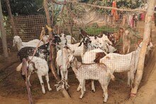 Good News: भेड़ और बकरी पालन पर 50 लाख तक की सब्सिडी, जानें दौसा वाले कैसे उठाएं लाभ