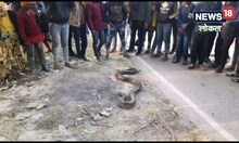 सड़क किनारे एक घंटा धूप सेंकता रहा 15 फीट का अजगर, जिसने देखा वो...