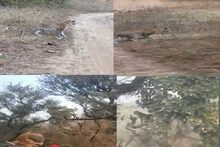 Alwar News: सरिस्का में टाइगर को देखकर पैंथर की बंध गई घिग्घी, जा चढ़ा पेड़ पर- See Videos