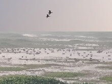 प्रवासी पक्षियों से गुलजार हुई हस्तिनापुर सेंक्चुरी, झीलों में करते अठखेलियां