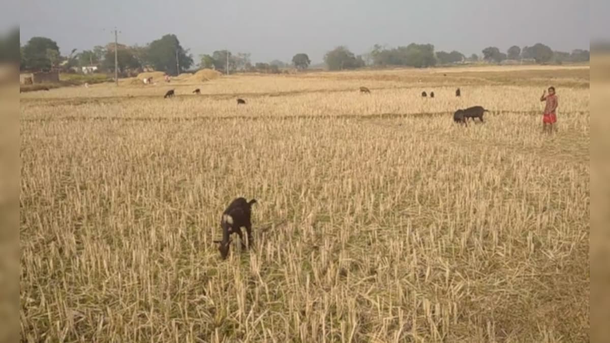 Trending News: Goat Village: The village of Jharkhand where goats are 10 times more than humans, they welcome