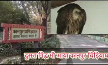 Kanpur Zoo: कानपुर चिड़ियाघर में हुआ हिमालयन गिद्ध के जोड़े का मिलन, जानिए पूरा मामला