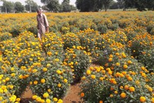 Alwar news: फूलों की खेती ने बदली किसानों की किस्मत, कृषि विभाग भी देता है 50% अनुदान