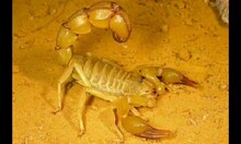Bhopal News: Scorpions not only kill, but also save; Many medicines are made from these, know new facts