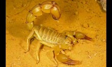 Bhopal News: Scorpions not only kill, but also save;  Many medicines are made from these, know new facts