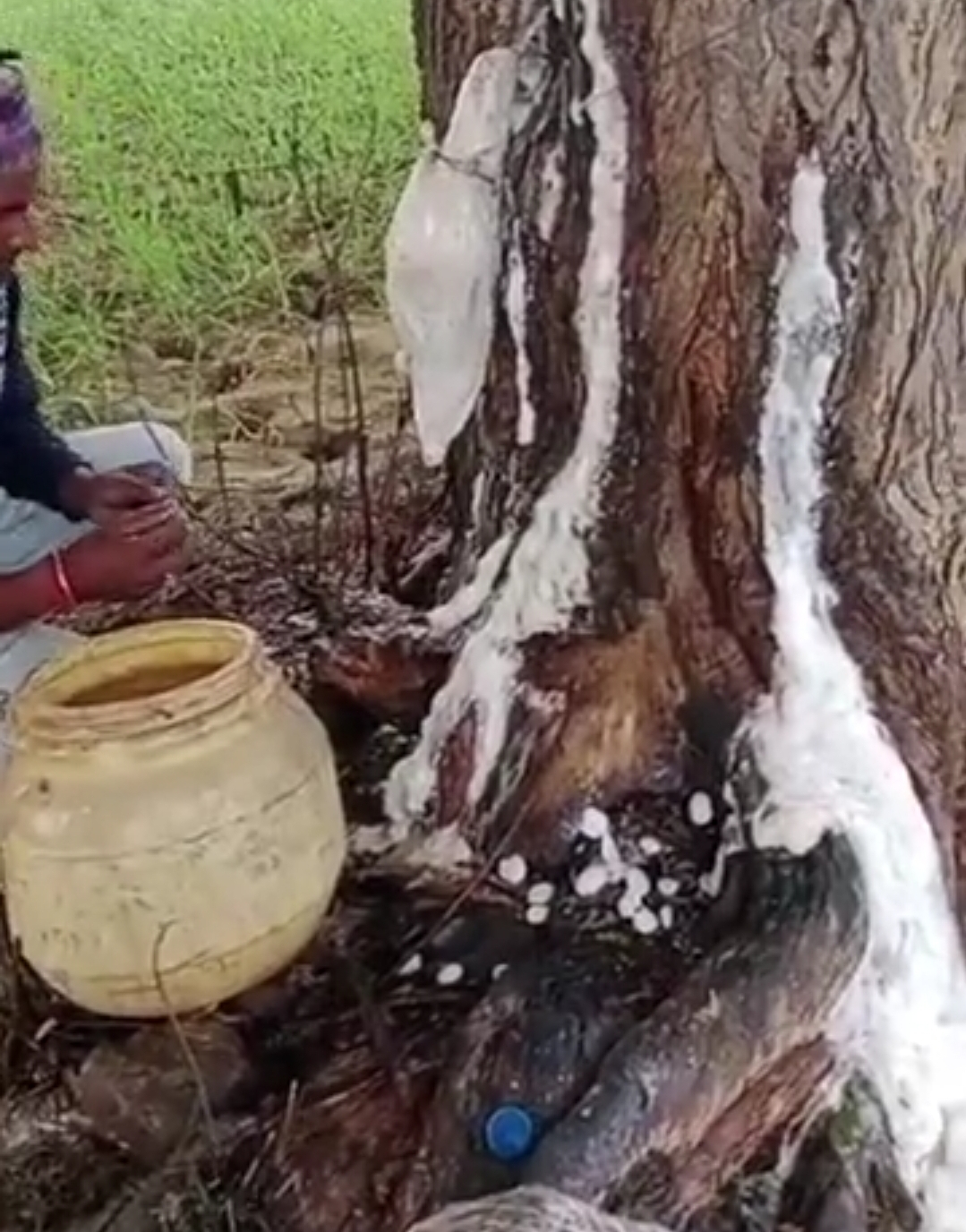 नीम के पेड़ से निकल रहा दूध जैसा तरल पदार्थ