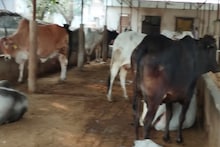 Alwar News : You will be surprised to know the income of this 119 year old Alwar Goshala