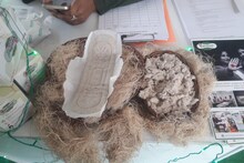 Sanitary Pad : केले के फाइबर से बना है यह सेनेटरी पैड, महिलाओं को बचाएगा बीमारियों से