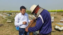 Bees showed the teacher who recovered from debt by selling honey, now he has earned millions