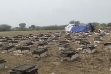 अनोखा प्रयोग: धौलपुर जिले के किसान अपनी बंजर जमीन को किराये पर देकर फसल के साथ कर रहे अतिरिक्त कमाई