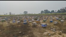 Alwar: Beekeeping farmers worried, PM Modi appeals