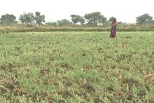 Gwalior News : ग्वालियर में मावठ के रूप में हुई खेतों में अमृत वर्षा, किसानों के खिले चेहरे