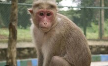 अलीगढ़ में बंदरों का लगातार बढ़ रहा आतंक, डर से लोगों ने छत पर जाना बंद किया