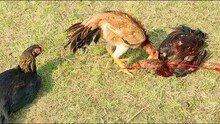 Hazaribagh: आदिवासियों में मुर्गे की बलि की परंपरा, महिला नहीं खा सकती बलि का प्रसाद