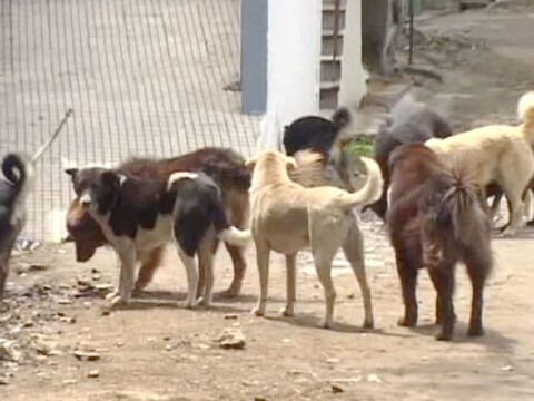 तेज ठंड के चलते चिड़चिड़े हो रहे हैं गलियों के कुत्ते