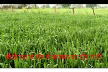 دوسہ نیوز: ضلع دوسہ میں کل رات سے بارش جاری ہے، گندم اور چنے کی فصل کو فائدہ ہوگا