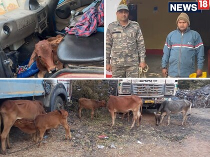 पुलिस द्वारा बरामद की गई गाय व गिरफ्तार तस्कर