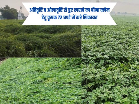 जिले में बारिश से खराब हुई फसल 