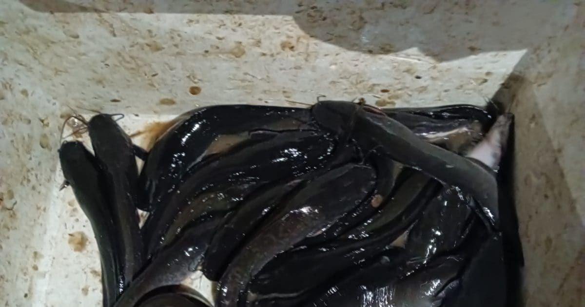 Banned Fish: भारत में इस मछली पर है बैन, फिर भी चित्रकूट में धड़ल्ले से ...