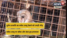 रामपुर में मिला दुर्लभ प्रजाति का सफेद उल्लू, अनोखे परिंदे को देखने उमड़ी भीड़