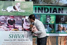 पालतू कुत्ते की मौत ने बदल दी पूरी जिंदगी, जानिए डॉग डैडी की पूरी कहानी?