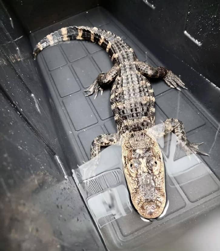 ALLIGATOR IN HOUSE 123