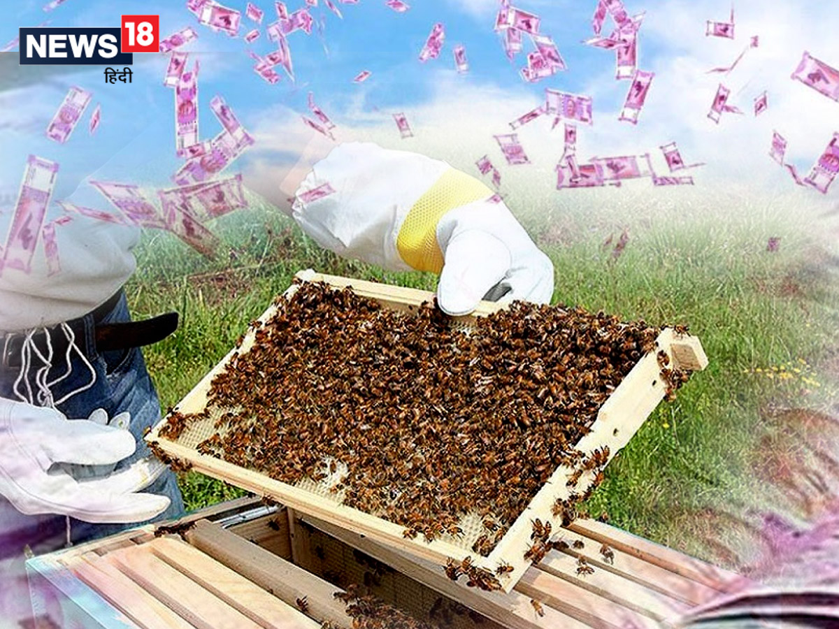 मधुमक्खी पालन के लिए अनुदान के साथ- साथ रामनगर कुरुक्षेत्र में प्रशिक्षण भी दिलाया जाता है.