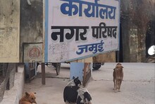 बिहार के इस जिले में आवारा कुत्तों की 'दहशतगर्दी', इस साल 2 दिन में 15 लोगों को काटा