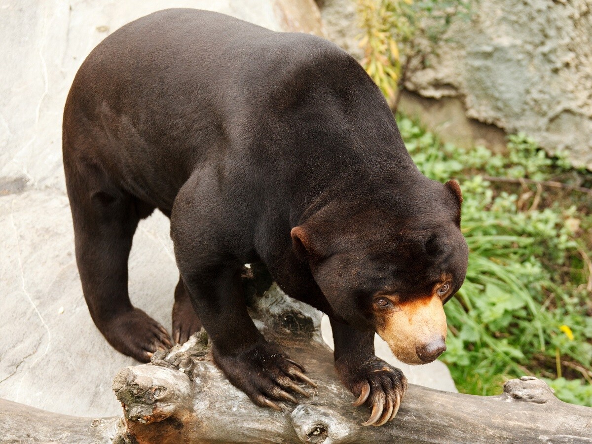Environment, Research, Science, Bears, Black Bears, wildlife, biodiversity, black Bear Species, Cinnamon Black bear