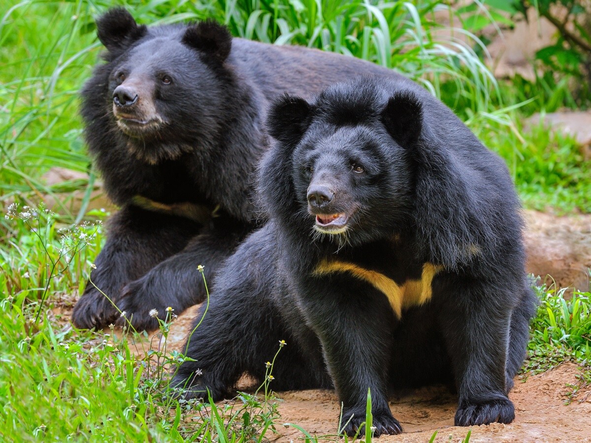 Environment, Research, Science, Bears, Black Bears, wildlife, biodiversity, black Bear Species, Cinnamon Black bear, DNA of Bears, Genetic variation, 