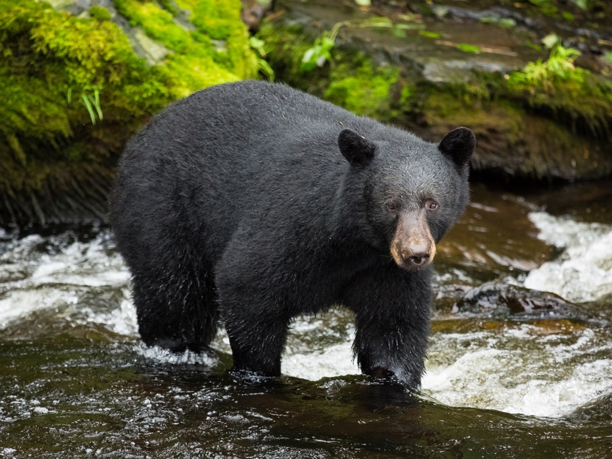 Environment, Research, Science, Bears, Black Bears, wildlife, biodiversity, black Bear Species, Cinnamon Black bear, DNA of Bears, Genetic variation, Genome Sequence, Gene mutation, Skin cells