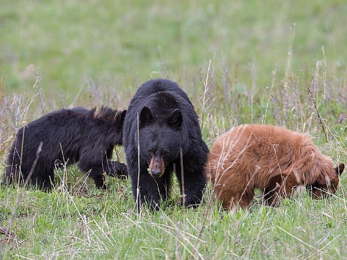 Environment, Research, Science, Bears, Black Bears, wildlife, biodiversity, black Bear Species, Cinnamon Black bear
