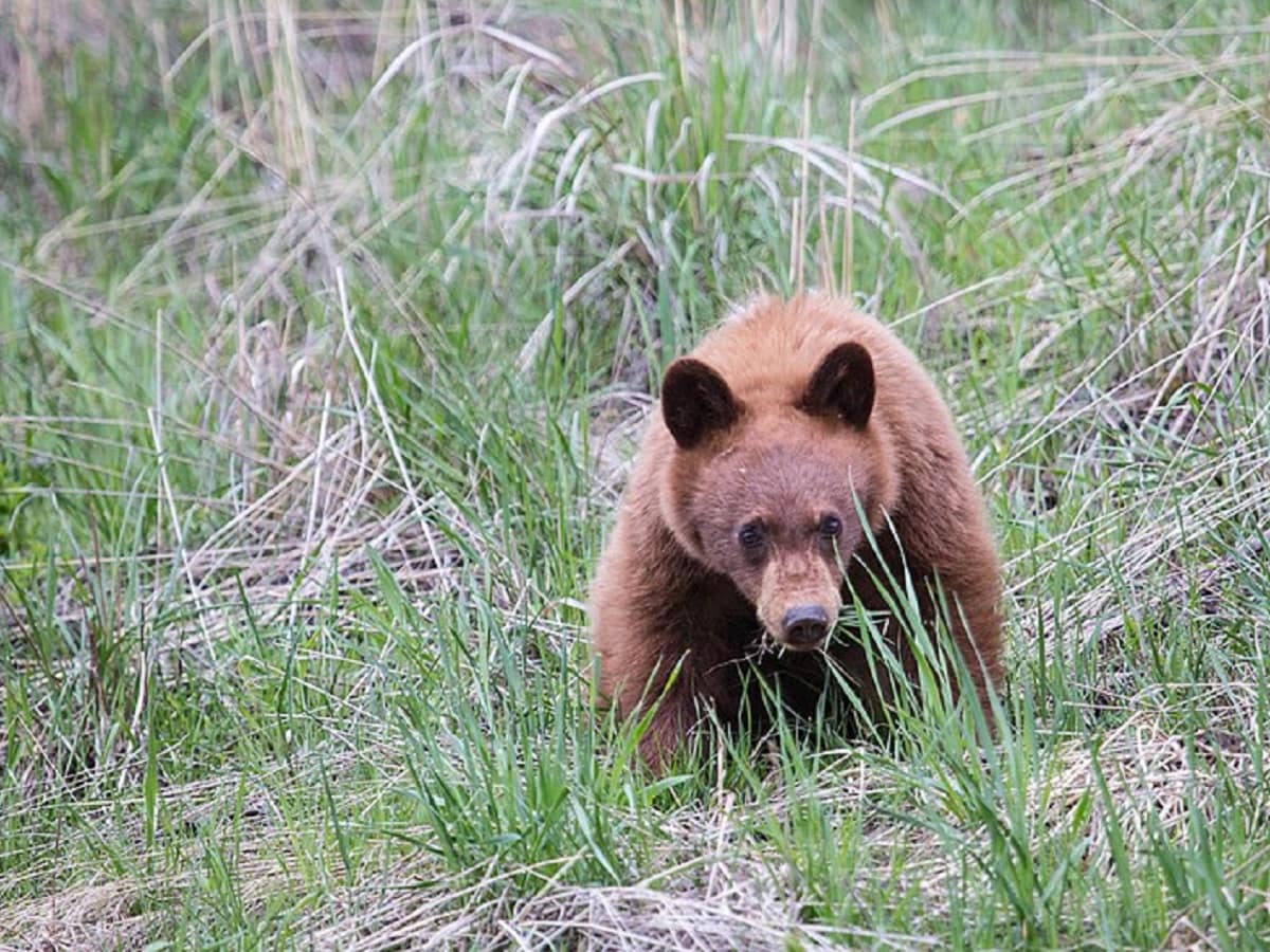 Environment, Research, Science, Bears, Black Bears, wildlife, biodiversity, black Bear Species, Cinnamon Black bear, DNA of Bears, Genetic variation , Genome Sequence, Gene mutation, Skin cells