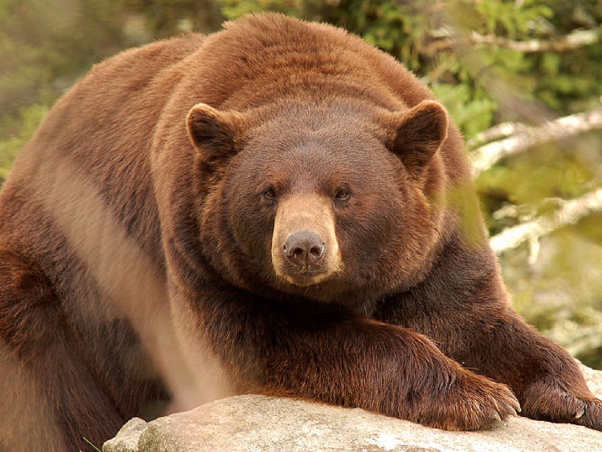 Environment, Research, Science, Bears, Black Bears, wildlife, biodiversity, black Bear Species, Cinnamon Black bear, DNA of Bears, Genetic variation, Genome Sequence, Gene mutation, Skin cells