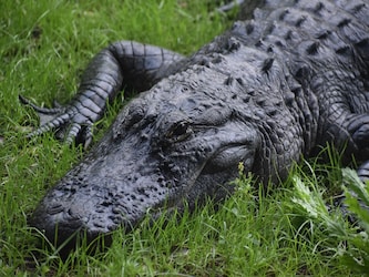  जिस तरह से यह खो हुई है कि मगरमच्छों (Crocodile) ने हिमयुग (Ice Age) के दौरान हुए जलवायु बदलावों (Climate Change) को आसान से झेल लिया होगा, बताता है कि भूगर्भीय कालावधियों में वे कितने सहनशील रहे होंगे. केवल इंसानों की शिकार करने और जमीन पर विकास कार्यों की गतिविधियों ने ही मगरमच्छों पर असर डाला है. (प्रतीकात्मक तस्वीर: Pixabay)
