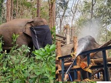 Video: इस हाथी ने मचा रखी थी दहशत, नाम रखा गया 'धोनी', जानें वजह