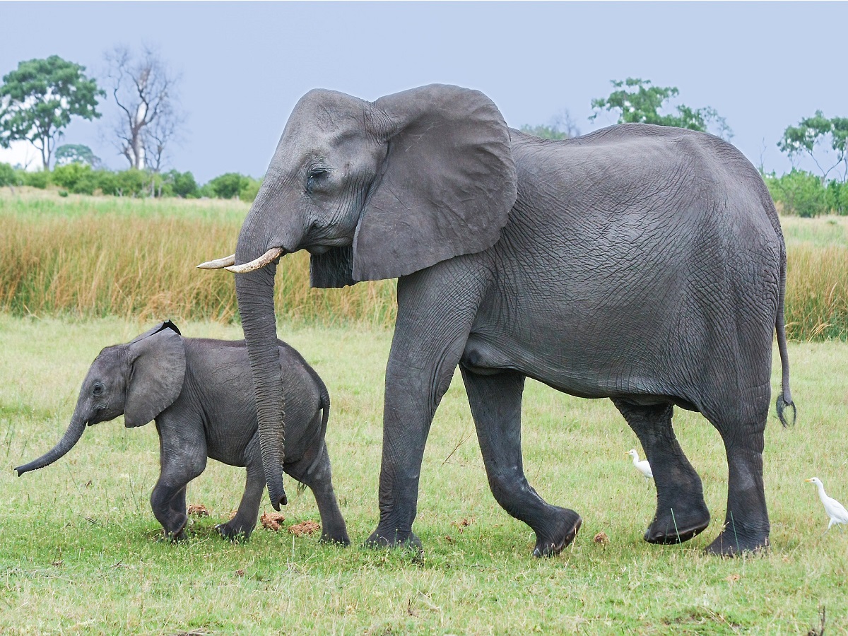  समस्या ये है कि हाथियों (Elephants) की गैरकानूनी हत्याएं और व्यापार अब भी सक्रिय है. एक समय पर अफ्रीका (Africa) में एक करोड़ हाथी विचरण किया करते थे, और अब पांच लाख से भी कम हाथी रह गए हैं और उनका भी वितरण कई सीमित इलाकों में ही बिखरा हुआ है. ये विलुप्तप्रायः से गंभीर रूप से विलुप्तप्रायः प्रजातियों के हो गए हैं और इनमें से भी 80 फीसद 30 से ज्यादा साल की उम्र के हैं. ऐसा हालात में अब जरूरत इसी सूत्र की रह गई है कि हाथियों को बचा कर हम अपने ग्रह को बचा सकते हैं. (प्रतीकात्मक तस्वीर: Pixabay)