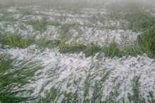 Rajasthan Weather: उदयपुर में ओलों में दब गई फसलें, माथ पकड़कर रो पड़े किसान, कैसे होगा गुजारा?