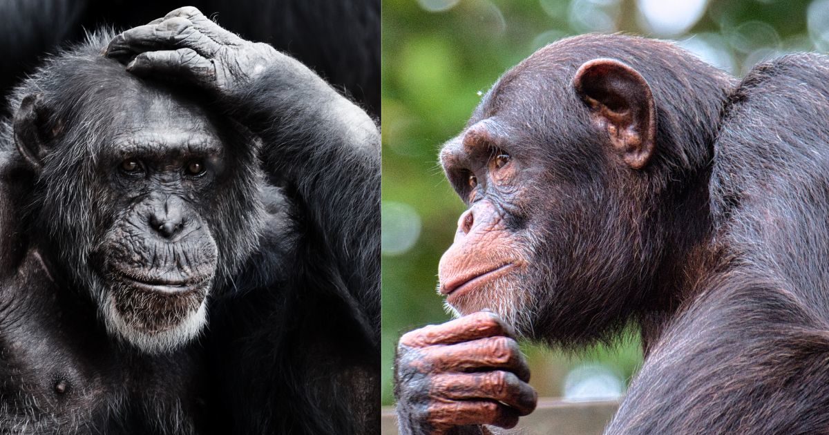 Humans and wild apes talk in similar gestures, shocking claims in video study, you too will be stunned
