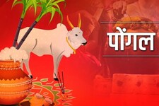 7 कुंवारी कन्याओं के पूजन के साथ पोंगल पर्व के अंतिम दिन होता है समापन