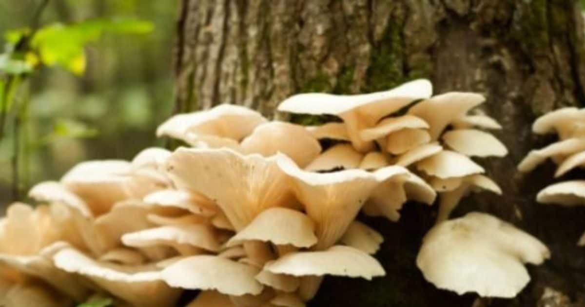जहरीली गैस छोड़ता है ये Killer Mushroom, ले सकता है जान भी; भूलकर भी न