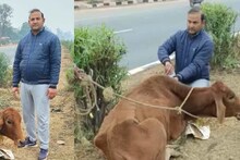 Bharatpur News : चिकित्सक को मॉर्निंग वॉक के समय दिखी बीमार गाय, घर से दवाई लाकर कर दिया इलाज 