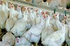 पाकिस्तान में पड़े खाने के लाले, रावलपिंडी में 30 लाख मुर्गियां लूट ले गए लोग