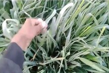 Rajasthan Weather: राजस्थान के इस जिले में माइनस 1.4 डिग्री तक पहुंचा तापमान, मौसम विभाग ने जारी किया अलर्ट