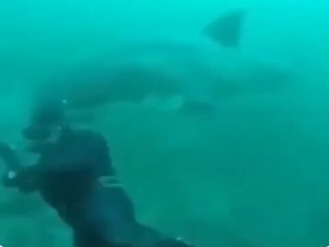 Shark Ka Video: शार्क ने गोताखोर के सिर पर हमला कर दिया था. लेकिन गोताखोर बाल-बाल बच गया है. (फोटो: OddIy Terrifying Twitter)